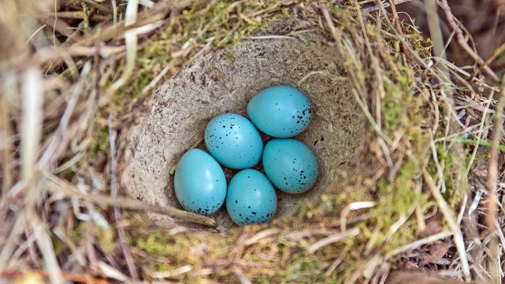Singdrossel-Nest © IMAGO / blickwinkel