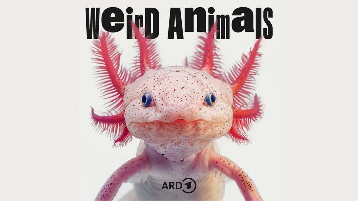 Weird Animals