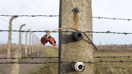 Vertrocknete Rose an einem Stacheldrahtzaun des ehemaligen Konzentrationslagers Auschwitz-Birkenau © imago images / epd