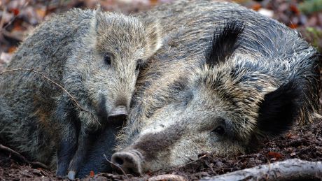 Zwei Wildschweine im Wald