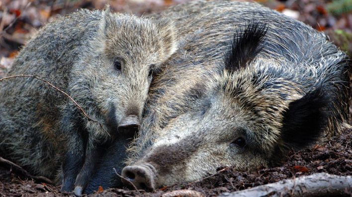 Zwei Wildschweine im Wald