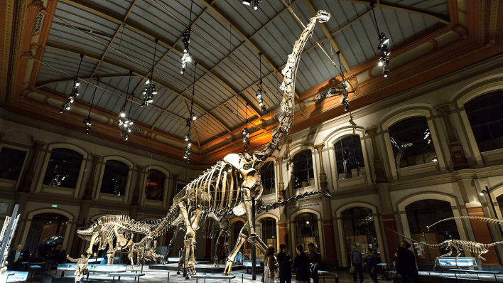 Das Dinosaurierskelett des Brachiosaurus brancai im Museum für Naturkunde Berlin © imago images/POP-EYE/Kriemann