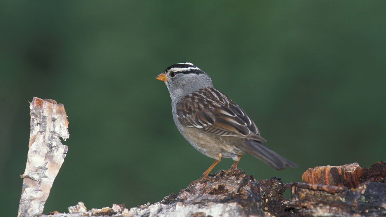 Der Benecke Dialekte Unter Vogeln Radioeins