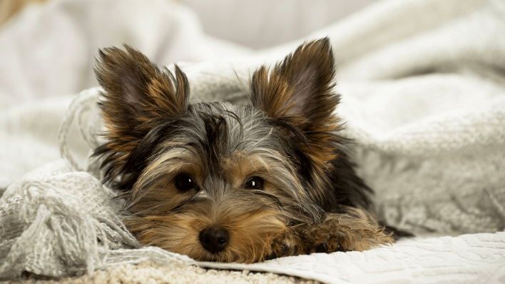 Ein Hund versteckt sich unter einer Decke © imago images/Ardea