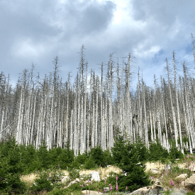 Waldsterben (hier zu sehen auf dem Brocken) © radioeins/Chris Melzer