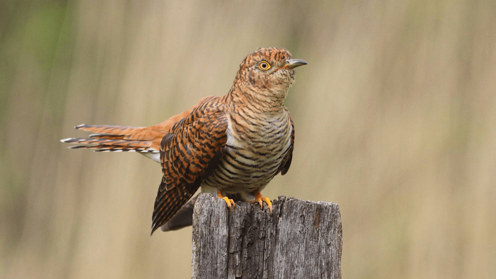 Kuckuck (Cuculus canorus) © imago images/blickwinkel