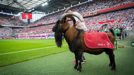 Maskottchen Hennes IX des 1. FC Köln © IMAGO/Moritz Müller