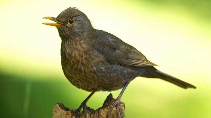 Amselweibchen © imago/blickwinkel/H. Pieper