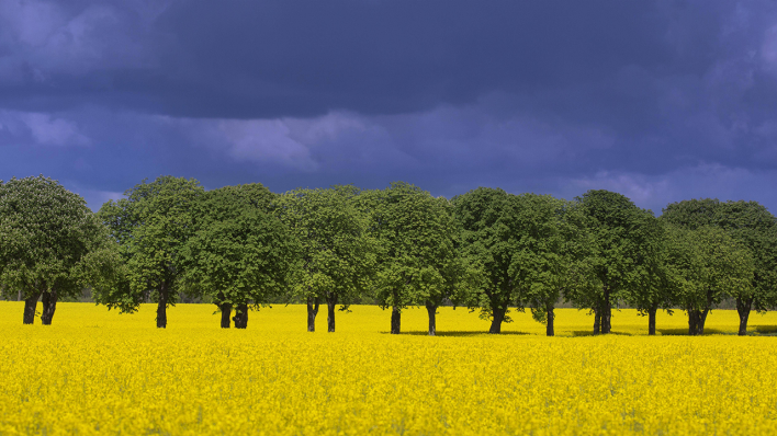 Dunkle Wolken über einem blühenden Rapsfeld mit Kastanienbäumen © IMAGO / imagebroker