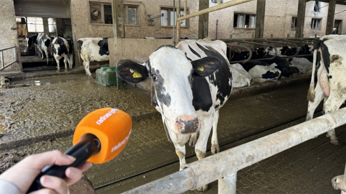 Holstein-Rinder auf dem Hof Rabenstein © radioeins/Regina Lechner