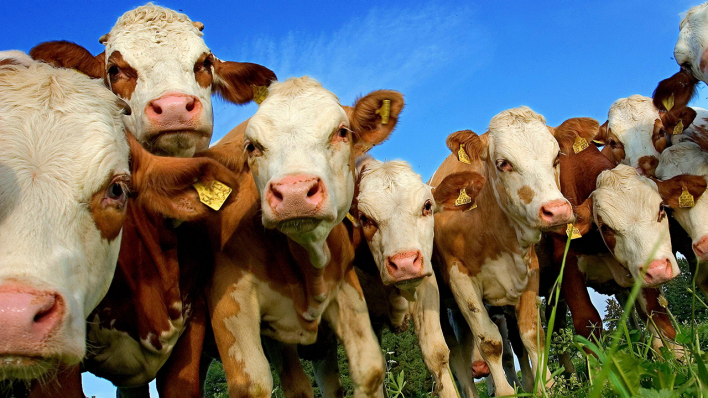 Junge Rinder auf einer Weider © IMAGO/imagebroker