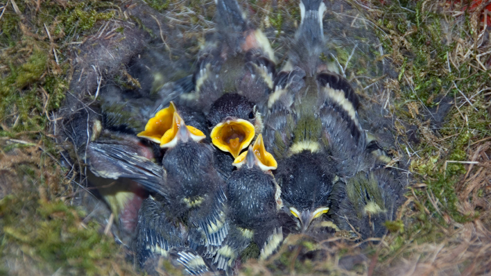 Kohlmeisennachwuchs in einem Nest © IMAGO / McPHOTO