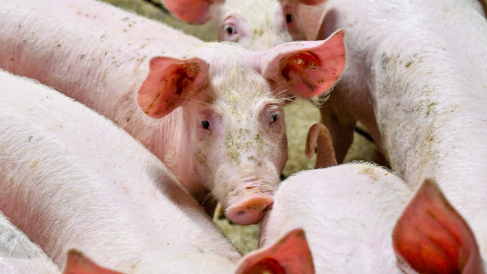 Schweine in einem Stall © IMAGO / Harald Dostal