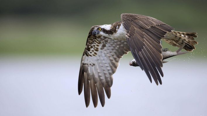 Fischadler mit einem gefangenen Fisch in den Krallen © IMAGO/imagebroker/alimdi/Arterra