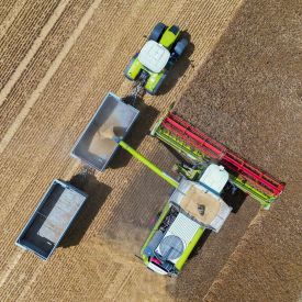 Ein Landwirt erntet mit seinem Mähdrescher Gerste auf einem Feld in Ostbrandenburg © Patrick Pleul/dpa