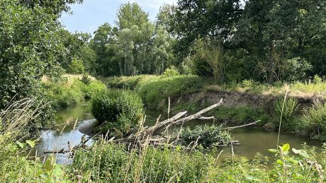 Blick auf den Fluss Dyle im Naturschutzgebiet "Doode Bemde" in Belgien.