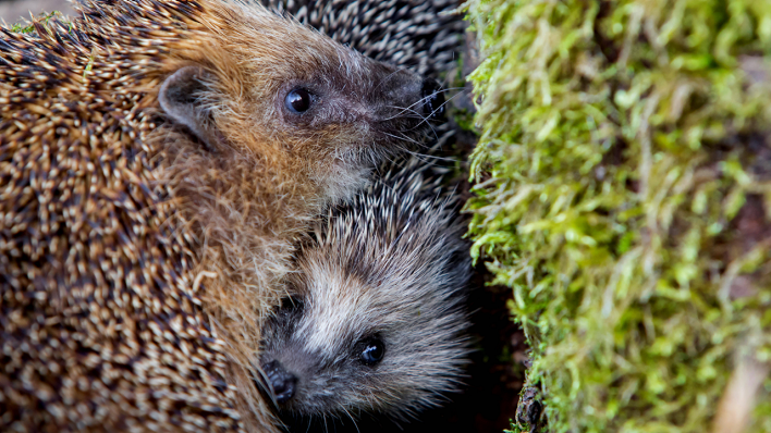 Igelmutter und Jungtier beschnuppern sich © IMAGO / blickwinkel