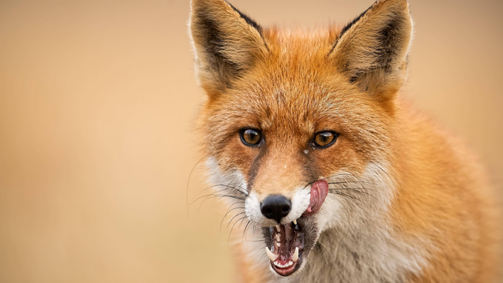 Ein Rotfuchs leckt sich das Maul © IMAGO/Panthermedia/WildMedia