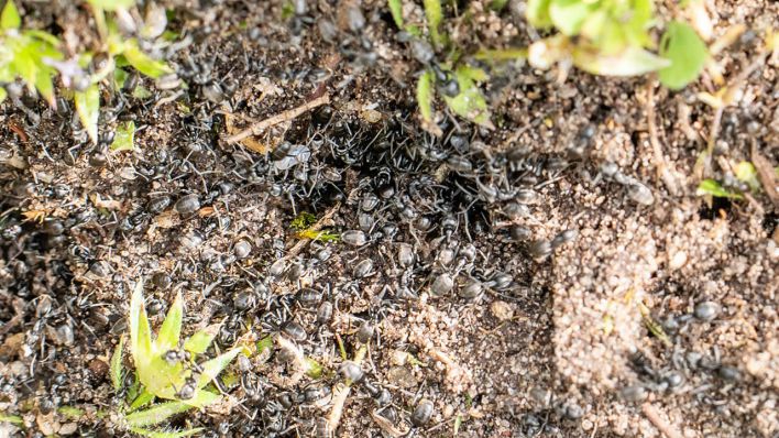 Invasive Ameisen der Art Tapinoma magnum sind auf einer Fläche in der badischen Stadt Kehl zu sehen © Annette Lipowsky/Stadt Kehl/dpa