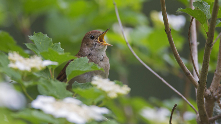 Eine singende Nachtigall in einem Baum © IMAGO / imagebroker