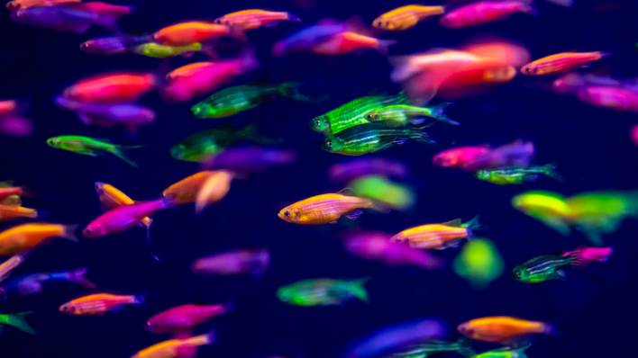 Bunte Fische © IMAGO / Pond5 Images