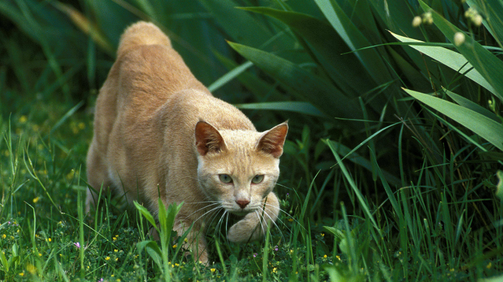 Eine Hauskatze jagd in einem Garten © IMAGO / imagebroker