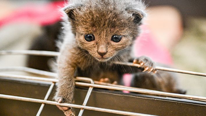 Ein Katzenbaby im Tierheim Berlin © imago images/Funke Foto Services