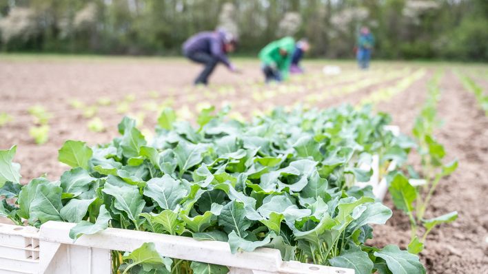 Teilnehmer der Solidarische Landwirtschaft bepflanzen einen Acker (Symbolbild) © imago images/Funke Foto Services