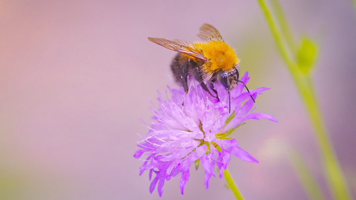 Eine Hummel auf einer Blüte © IMAGO / Panthermedia