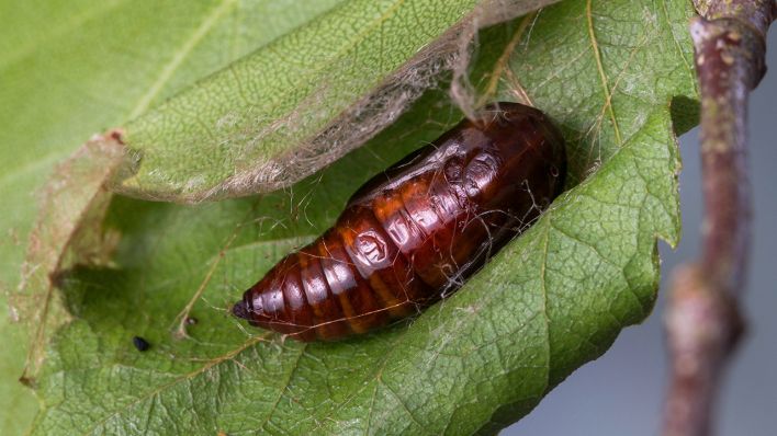 Puppe des Dreistreifigen Mondfleckspanners zwischen Birkenblättern © IMAGO / blickwinkel