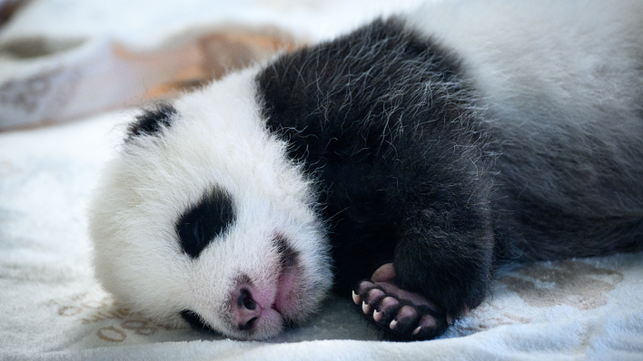 Einer der zwei neugeborenen Panda-Bären liegt in einem Baby-Bett im Panda-Gehege im Zoologischen Garten Berlin © picture alliance/dpa | Bernd von Jutrczenka