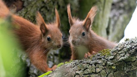 Eichhörnchen © Ralf Schuster