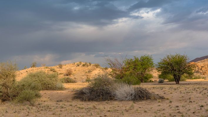 Savannen-Landschaft in Namibia © IMAGO / Zoonar