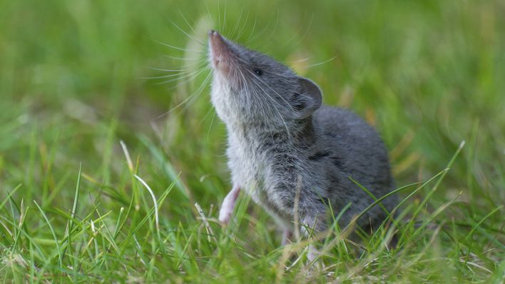 Gartenspitzmaus © IMAGO / imagebroker