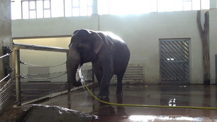 Elefantenkuh Mary liebt es zu duschen, nutzt dafür aber nicht ihren Rüssel, sondern einen Schlauch © picture alliance/dpa/Zoo Berlin|Lea Urban