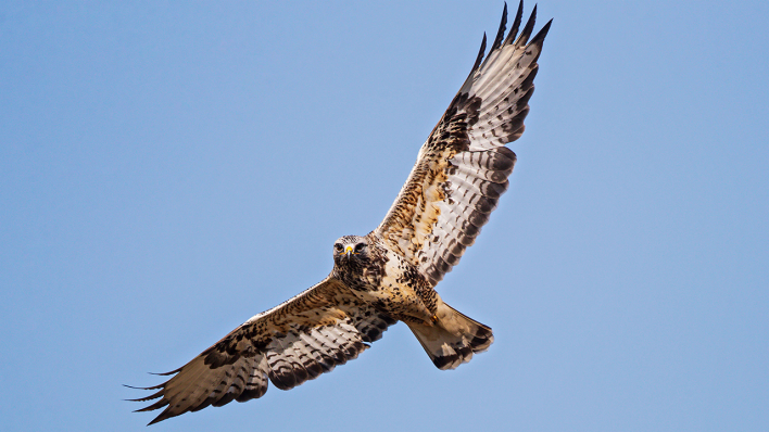 Ein Raufußbussard fliegt über Brandenburg © IMAGO / BIA