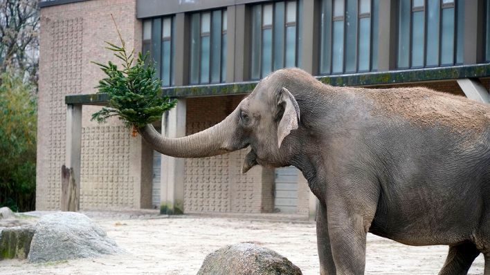 Ein Elefant bei der Weihnachtsbaumfütterung im Zoo Berlin © picture alliance / Geisler-Fotopress | Thomas Bartilla/Geisler-Fotopres