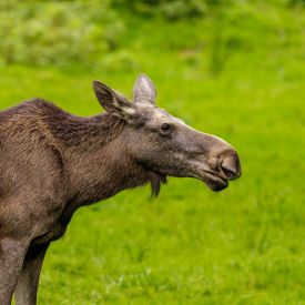 Elchkuh © IMAGO / Dominik Kindermann