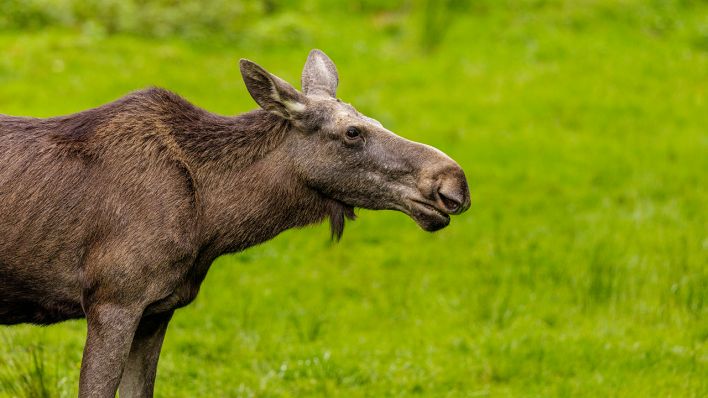 Elchkuh © IMAGO / Dominik Kindermann