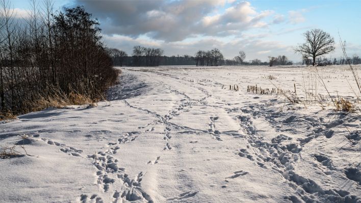 Spuren von Wildtieren im Schnee © IMAGO / Countrypixel