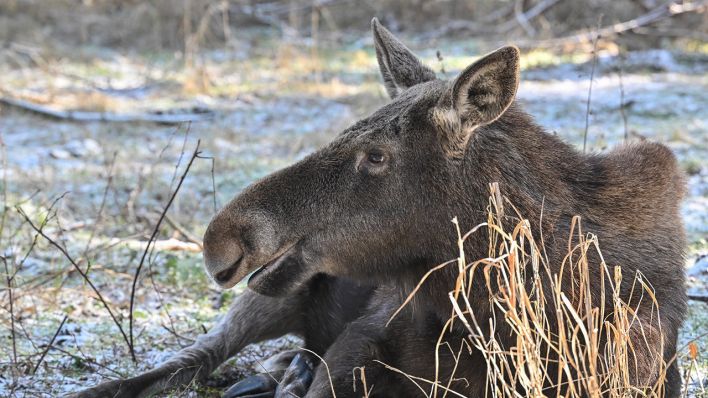 Eine Elchkuh im Wildpark Schorfheide © Patrick Pleul/dpa