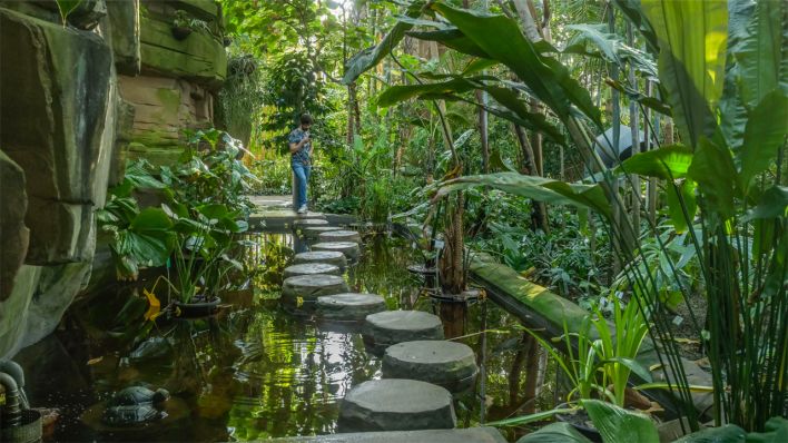 Großes Tropenhaus im Botanischen Garten Berlin © picture alliance / Schoening | Schoening